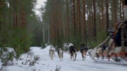 Finland - Huskies pulling sleigh through woods Stock Footage