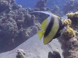 A clownfish swims near coral formations. Stock Footage