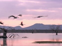 Common Cranes (Grus grus) Leaving roost on Lake Cubillar, Caceres Province in Extremadura, Spain Stock Footage