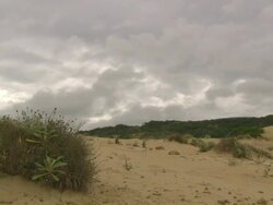 WS View of shells scattered on beach surface around tuft of dune vegetation / Port Elizabeth, Eastern Cape, South Africa Stock Footage