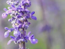 Bee Insect Stock Footage