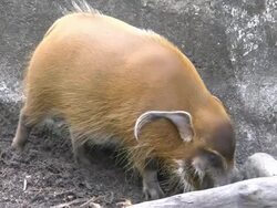 Wild boar moves around path Stock Footage