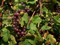 HD: Harvesting Grape Stock Footage