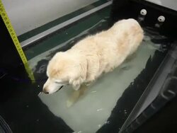 Senior Golden Retriever Hydrotherapy Exercise Stock Footage