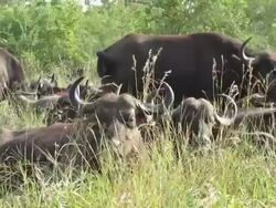 Buffalo Herd in Kruger Wildlife Reserve Stock Footage