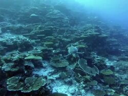 Swimming Turtle Stock Footage