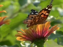 Yellow Flower and butterfly Stock Footage