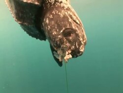 Caught Leatherback turtle (Dermochelys coriacea) hanging in water, Kei Islands, Indonesia Stock Footage