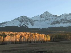 MS  Brillant Yellow Aspen Trees, Rocky Mountains, Fall Colors / Telluride, Colorado, United States Stock Footage