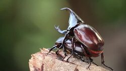 Rhinoceros beetles are mating in nature Stock Footage