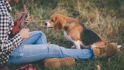 Man playing ukulele on camping to his beagle dog Stock Footage