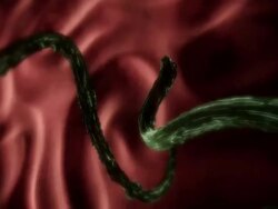 Medium Close Up push-in push-out tracking-left tracking-right - Toxocara worms infect the intestines of a nursing puppy in a computer-generated animation. Stock Footage