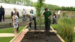Prince Harry planting a tree News Clip