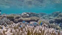 Tropical coral on Maldives - South Ari Atoll Stock Footage