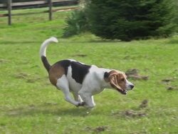 MS TS SLO MO Shot of Beagle dog, young running on grass / Calvados, Normandy, France Stock Footage