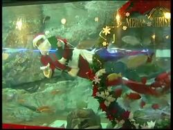 Santa in Tokyo gives special treat to fish News Clip