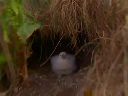 A Northern Fulmar spits from its nest in Iceland. Stock Footage