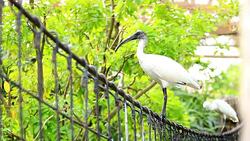 Soaring white pelican on rail bridge Stock Footage