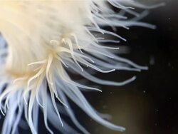 Sea Anemone Stock Footage
