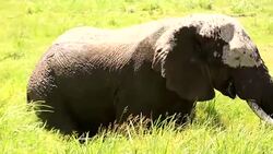 African Elephant at wild Stock Footage