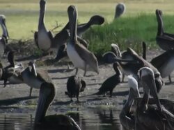 A large group of adult brown pelican birds enjoy a peaceful monent of self grooming along the California coast in Malibu Stock Footage