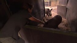 Volunteer Interacting With Rhino Calves News Clip