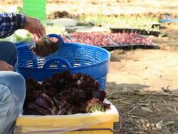 Farmers wash lettuce Stock Footage