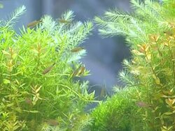 Aquarium. Stock Footage