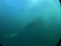MS underwater view of Gannets and Common dolphins, attacking large ball shoal of Sardines, South Africa Stock Footage
