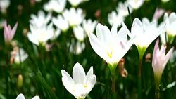 Beautiful White bunch flowers on green grass Stock Footage