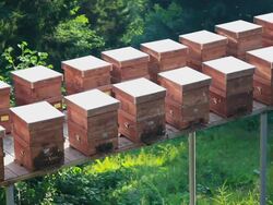 HD: Active Bee Hives Stock Footage