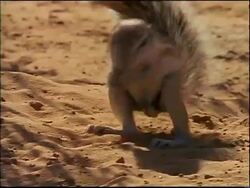 close up African ground squirrel eating twig / Africa Stock Footage