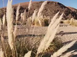 CU PAN Shot of Pampas grass, Cortaderia selloana growing in desert / San Pedro de Atacama, Norte Grande, Chile Stock Footage