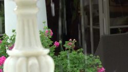 VOICED: Painter Ana Tzarev says it with flowers News Clip