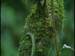 Green snake on mossy branch slithers toward green frog, frog jumps and scrabbles away up branch, Western Ghats, India Stock Footage