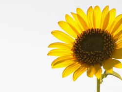 Kansas Sunflower HD Stock Footage