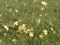 MS SLO MO Shot of Autumn Leaves falling on Lawn / Vieux Pont en Auge, Normandy, France Stock Footage