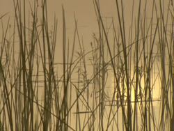 MS Early morning sun reflecting on water surface of large pan / Okavango Delta, North West District, Botswana Stock Footage