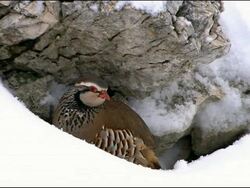 Red-legged Partridge (Alectoris rufa) sheltering under rock then gets up and ruffles, Andalucia, Spain Stock Footage