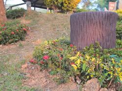 Dolly:tree planted in the grass. Stock Footage
