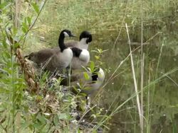 Canadian Geese On The Edge of a Pond Stock Footage