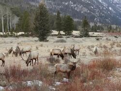 MS Herd of large bull elk grazing near frozen stream at sunset / Estes Park, Colorado, United States Stock Footage
