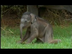 Baby male Elephant (Elephas maximus) stands up, very wobbly, Nagarahole, Southern India Stock Footage