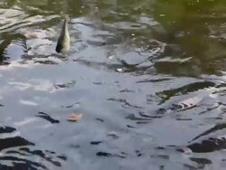 feeding fish large Arapaima Stock Footage