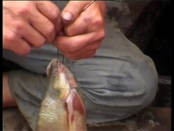 Effects on the environment of the Three Gorges dam News Clip