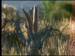 Jackrabbit with big ears, Sonoran desert, USA Stock Footage