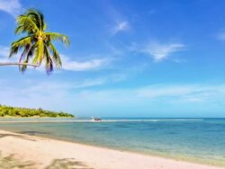 Alone palm tree on the beach Stock Footage