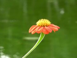 Torch Flower Stock Footage