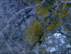 Snowing pull focus to vegetation, Andalucia, Spain Stock Footage