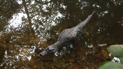 Costa Rica, nature and parks Stock Footage